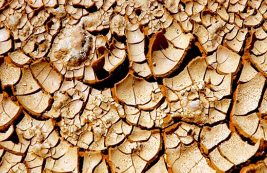 Güney Afrika'da kuraklık nedeniyle ulusal felaket ilan edildi