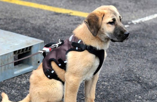 "Kuyu" köpek 1 yaşında