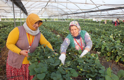 Topraksız tarımla çilek üretimi artıyor
