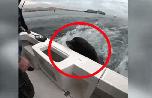 Hiç beklemiyorlardı bir anda karşılarında görünce şoke oldular