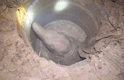 Yavru fili böyle kurtardılar