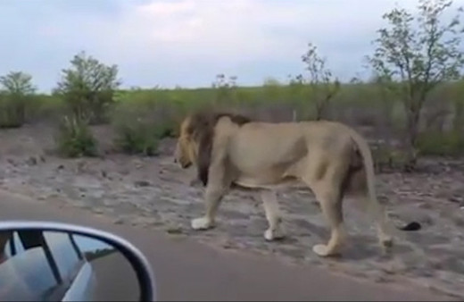 Aslandan turiste şok hareket