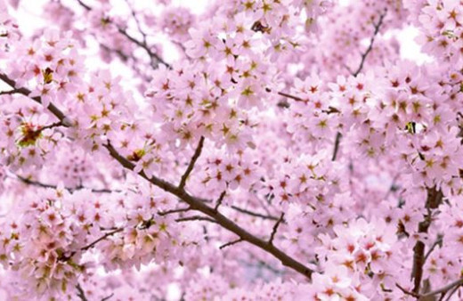 Cemre nedir ilk cemre ne zaman düşecek?