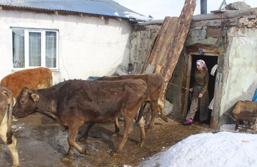 Çobanlık yaparak Avrupa'yı sallamaya hazırlanıyor!