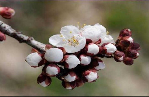 Cemrelerin ilki düştü Hızır günleri geldi bahar başladı