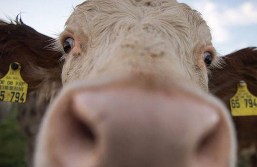Mezbahadan kaçtı özgürlüğe yüzdü