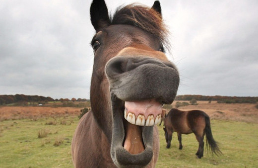 At ve eşeklere kimlik kartı geldi! Nereden nasıl alınacak?