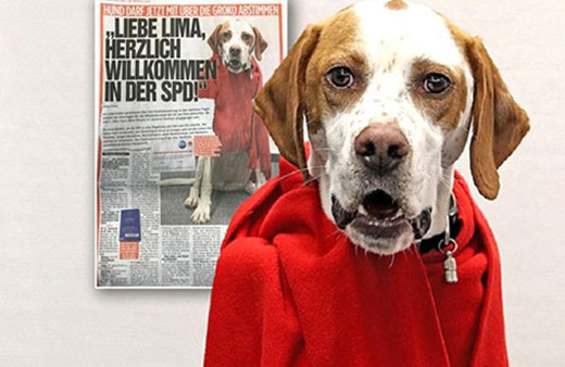 Bu köpeği parti üyesi yaptılar