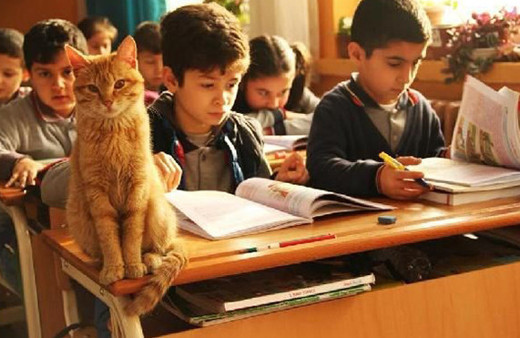 Okul Kedisi Tombi sınıfına kavuşuyor
