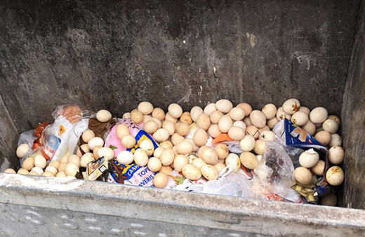 Çöpe atılan yumurtalardan civciv çıktı!