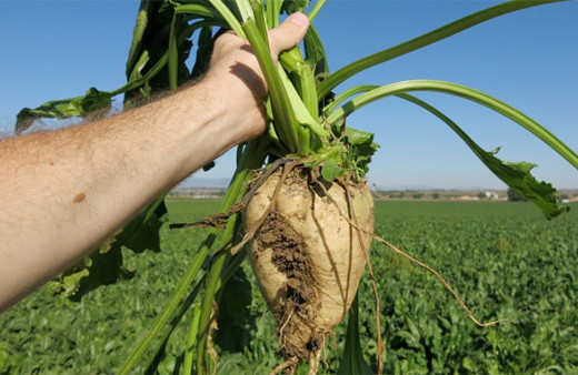 Şeker fabrikaları niye satılıyor? NBŞ nedir bu iddia doğru mu?