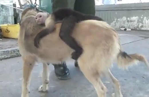 Maymuna annelik yapan köpek