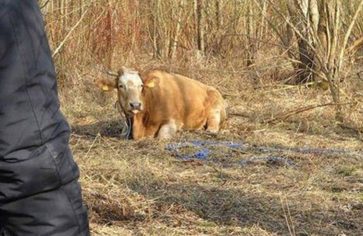 Özgür ruhlu inekten kötü haber ! Strese dayanamadı ve...