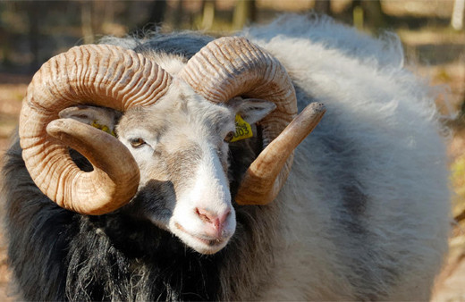 TİGEM 300 koyun başvurusu kimlerinki geçersiz olacak