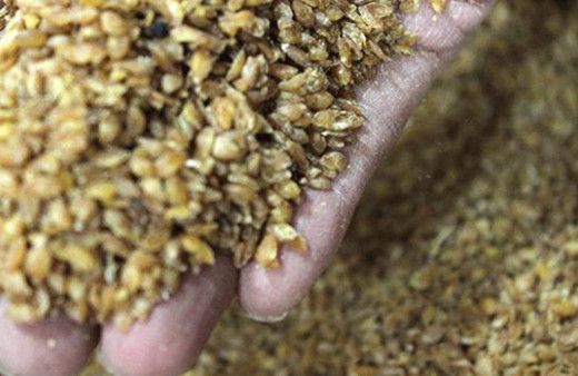 12 bin yıldır genetiği değişmeyen buğday