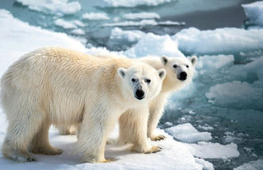 Kutup 25 derece ısındı, Avrupa dondu