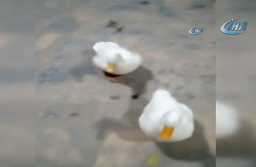 Sahiplerinin sözünden çıkmayan ördekler