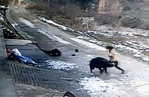 Yaban domuzu köyde dehşet saçtı: 1 ölü 1 yaralı