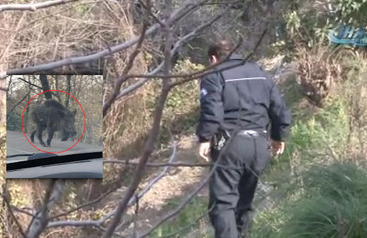 Samsun'da dev domuz alarmı! Polis alarma geçti