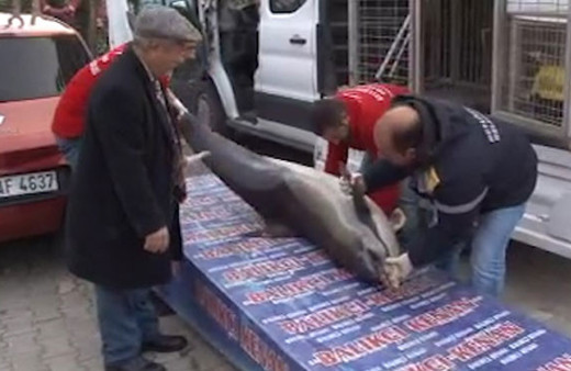  Beylikdüzü'nde karaya ölü Yunus Balığı vurdu