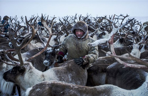 Ren geyikleriyle yaşayan insanlar! Hayatta kalmak için bunu yapıyorlar