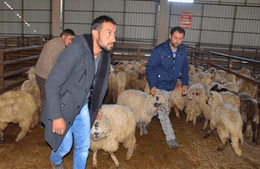 Köyüne geri dön 300 koyunu kap! Artı maaş da var
