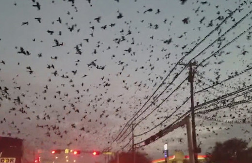 Ürküten görüntü! Kuş sürüsü şehrin üstüne karabasan gibi çöktü