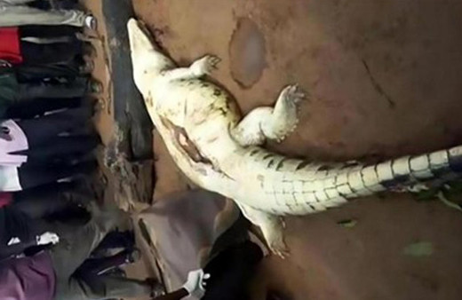 Timsahın karnından öyle bir şey çıktı ki...