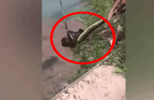Talihsiz köpek, anakonda tarafından yenmek üzereyken kurtarıldı