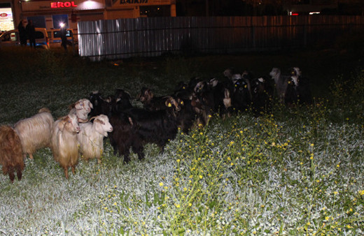 Çoban uyudu hayvanlar şehre indi