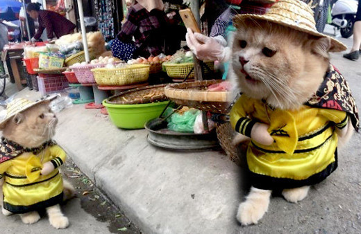 'Balıkçı kedi' fenomen oldu! Görenler hayrete düşüyor