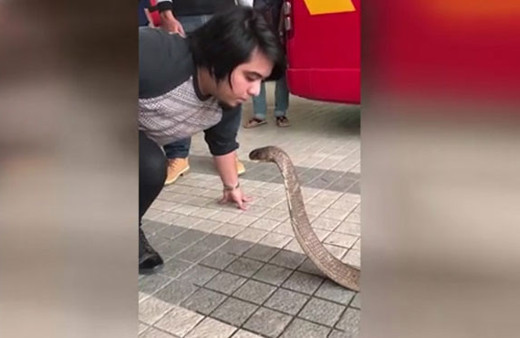Bu kadarına da pes! Kobrayı öpmek için...