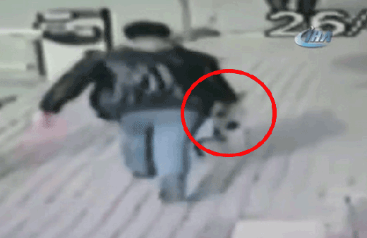 Hamile kediyi alıp gitti sonrası korkunç!