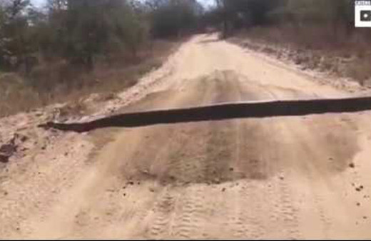 Dev yılan yolu böyle kapattı