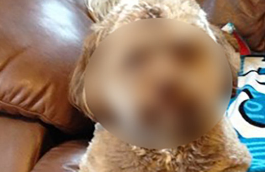 İnsan suratlı köpek dünyayı şaşırtıyor