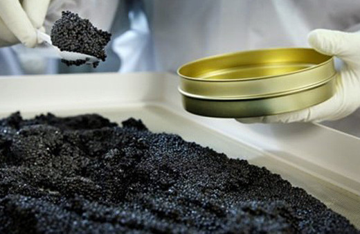 Kilosu 5 bin eurodan satılıyor! Dünyanın en pahalısı! Karnını yarıp...