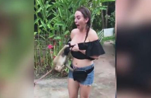 Arsız maymun hareketiyle herkesi şok etti