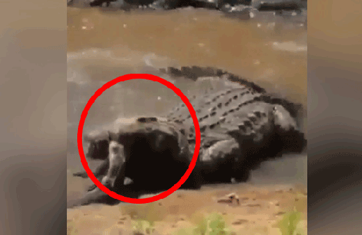 Kimse ne olduğunu anlamadı! Saniyeler içinde yuttu