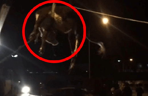 Dereye düşen düve böyle kurtarıldı