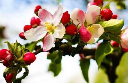 Nevruz ne zaman 2018 nevruz adetleri ve bilinmeyen rivayetleri