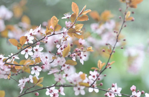 Nevruz'da neler yapılır geleneklere göre nevruz kutlaması 