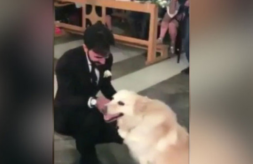 Böyle nikah töreni görülmedi! Köpeğin yaptığına bakın