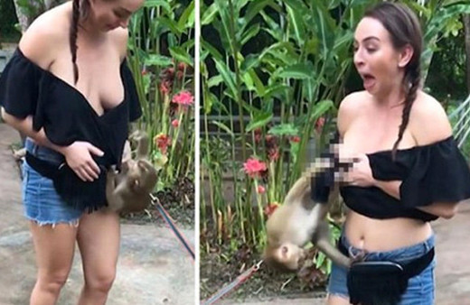 Neye uğradığını şaşırdı! Maymun tacizi meşhur etti