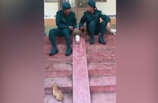 Yavru köpeklerin kayma keyfi izleyenleri gülümsetti