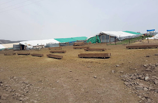 Kedi hayvan barınağına girdi: 14 koyun öldü!