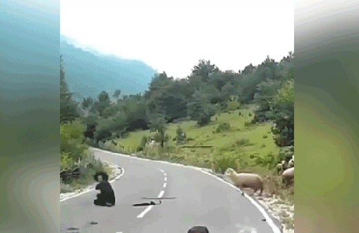 Koç sürünün arasına karışan kadını hastanelik etti!