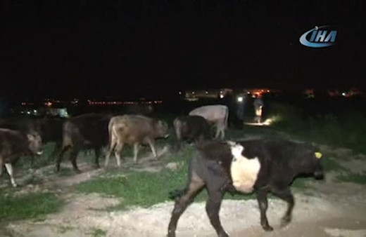 Çoban uyuya kaldı inekler şehre indi