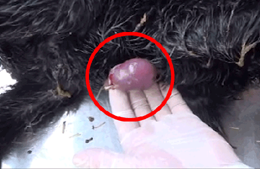 Kalbi dışarıda doğdu! Görenler şoke oldu