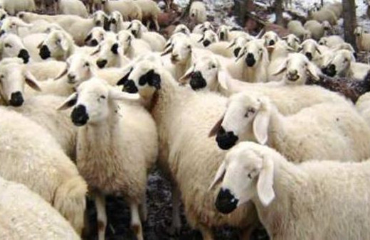 300 koyun projesi dağıtımlar başlıyor son haberler neler?