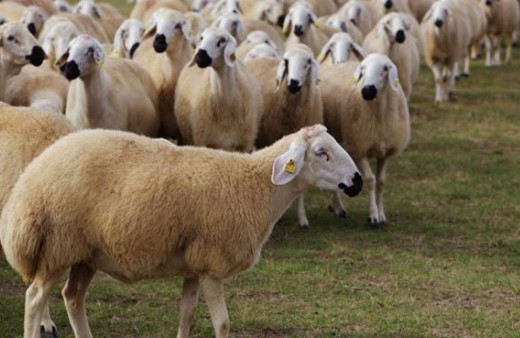 300 koyun son haberler neler son durum dağıtım ne zaman?